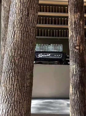 天然香樟树杆造型漫咖啡厅餐厅枯木摆件装饰橱窗造景去皮干树枝