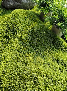 仿真苔藓草皮草坪人工布料四季通用人造青苔仿生造景垫子草地地毯