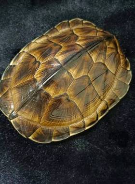 文玩干净真乌龟壳把玩盘玩手把件天然完整真龟甲家居摆件挂件包邮