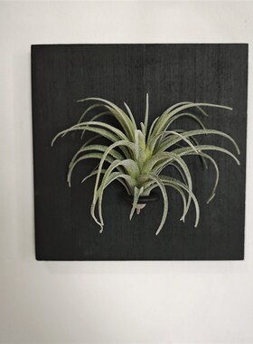 黑木造物天然实木仿真空气凤梨壁饰手作玄关背景墙面装饰画品挂件