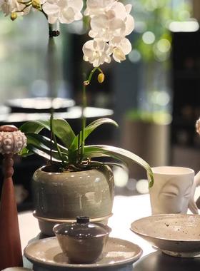 店中ES-A6464古摆老钱风贝装饰件样板间酒书房书桌书柜创意海壳胆