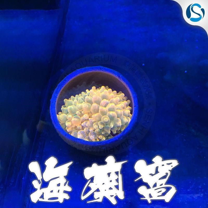 奶嘴防跑器奶嘴窝家杯海葵地毯屋窝家奶嘴杯海葵容器皇海葵巢,淘宝优惠券,粉丝福利购,淘宝优惠卷