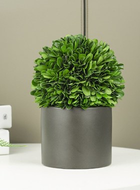 好养活花卉室内绿植桌面小盆栽客厅驱蚊植物卧室客厅装饰玄关摆件