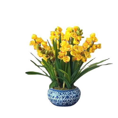 花卉大全 好养易活 兰花浓香 一杆多花四季开花花卉盆栽绿植红巧 - 图3