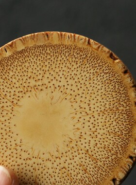 【直径约8厘米/厚约2厘米】精选满钉老竹根打磨茶道杯垫壶承茶具