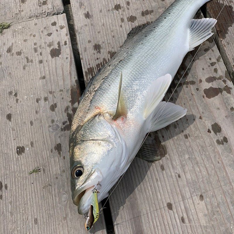 拟饵玩家虾将VIB路亚饵8克12克全泳层远投金属假饵震摆海鲈鱼翘嘴,淘宝优惠券,粉丝福利购,淘宝优惠卷