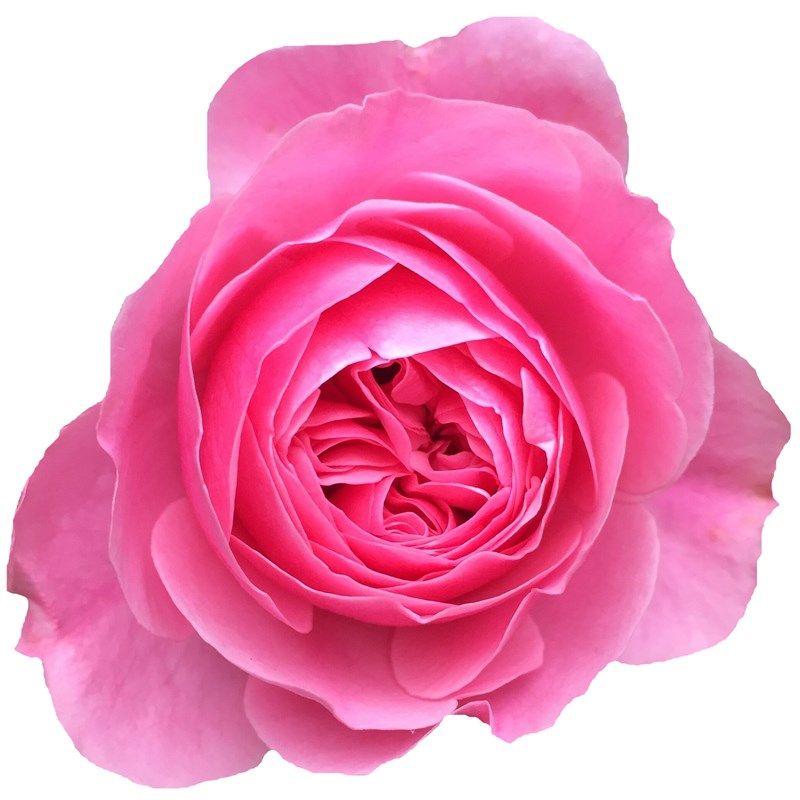 粉色达芬奇藤本月季爬藤大苗粉色蔷薇庭院阳台四季玫瑰开浓香粉达,淘宝优惠券,粉丝福利购,淘宝优惠卷