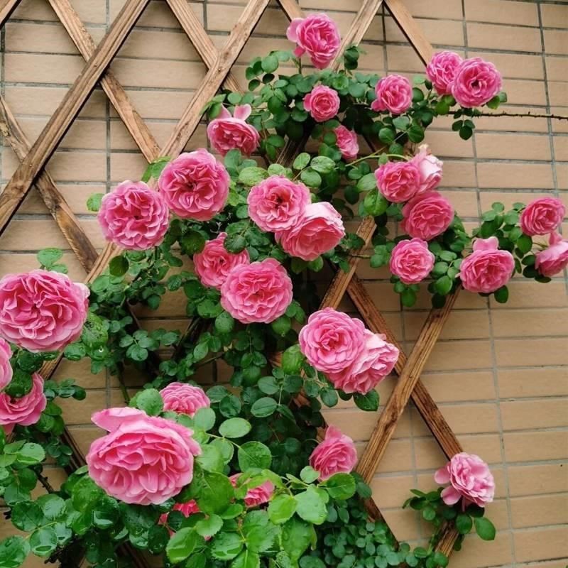 粉色达芬奇藤本月季爬藤大苗粉色蔷薇庭院阳台四季玫瑰开浓香粉达,淘宝优惠券,粉丝福利购,淘宝优惠卷