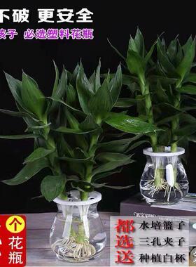 次日达高颜值水培器皿郁金香透明容器风信子水培花瓶玻璃养花瓶塑