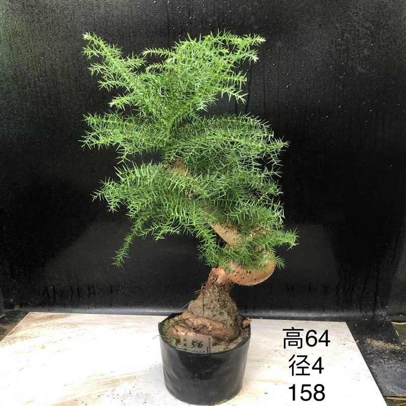 澳洲杉盆景不老松造型提根盆栽澳大利亚杉欧洲杉客厅 - 图1