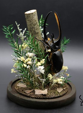 森林巨无霸长戟大兜虫毛象巨型甲虫昆虫标本生态微景观玻璃摆件