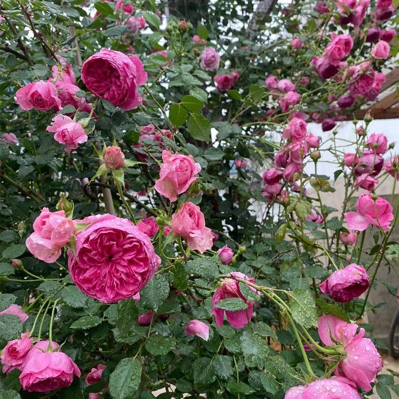 藤本月季花大游行大苗阳台庭院拱门爬藤蔷薇花玫瑰花浓香大花四季,淘宝优惠券,粉丝福利购,淘宝优惠卷