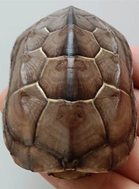 天然乌龟壳完整真草龟墨龟壳完整六爻工具文玩手把挂摆件富甲天下