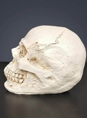 艺用人体肌肉骨骼骷髅模型绘画素描艺考美院美术教学1:1头骨摆件