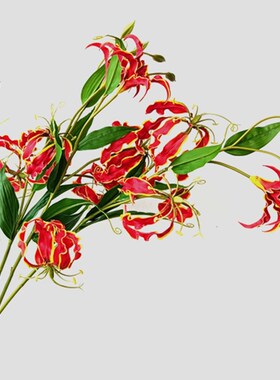 仿真花 嘉兰 火焰百合 家居装饰 花艺师插花 摄影道具 摆件陈设
