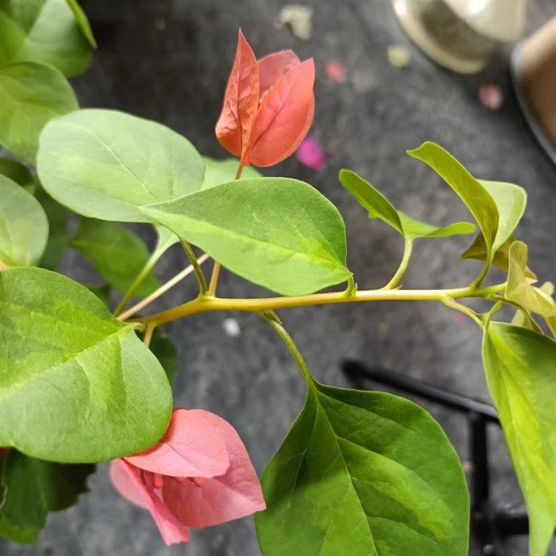 《暗斑夕阳红》三角梅可以爬藤,垂钓 飘枝,四季开花的花卉绿植,淘宝优惠券,粉丝福利购,淘宝优惠卷