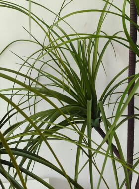 ins风格仿真绿植盆栽 商场家居酒吧装饰品 仿真巴西铁龙血铁树