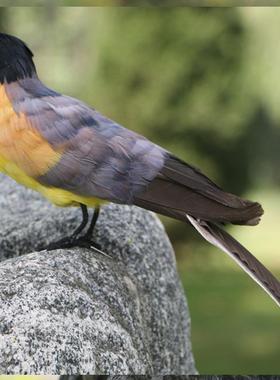 新品仿真小鸟装饰摆件蓝冠噪鹛羽毛小鸟田园家居装饰商城道具