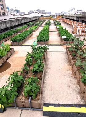 阳台种菜盆户外庭院屋顶绿化多功能组合式室内蔬菜种植箱塑料花盆