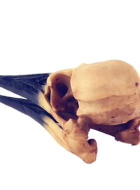 恐龙鸟头骨树脂骷髅头树脂工艺品居家摆件动物头骨研究创意摆件