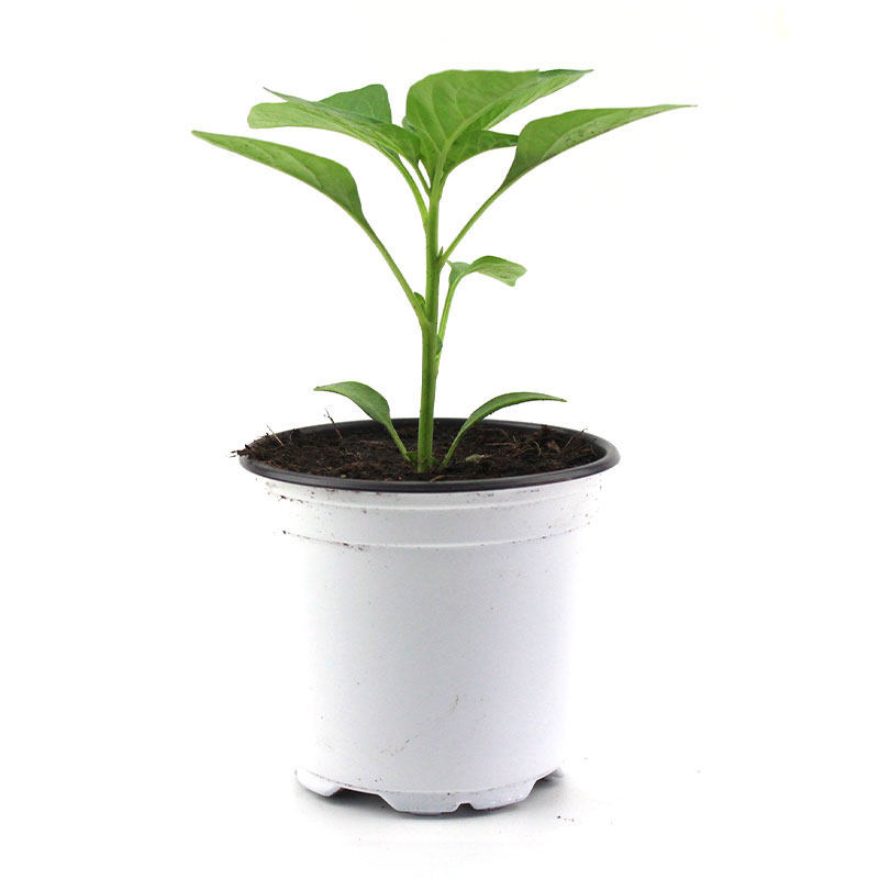 辣椒苗朝天椒幼苗小米辣椒高产簇生四季南方种阳台带土盆栽蔬菜苗,淘宝优惠券,粉丝福利购,淘宝优惠卷