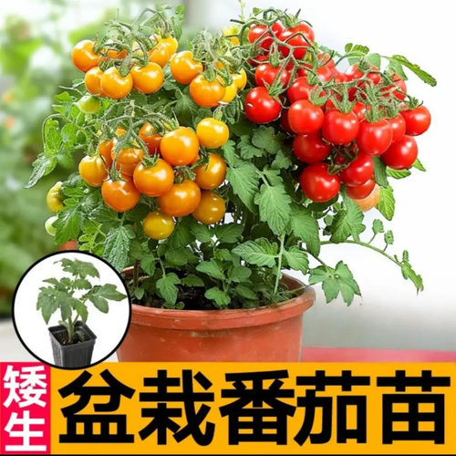 【下单立减50】矮生番茄苗盆栽多色西红柿种苗管理简单生长迅速WZ - 图2