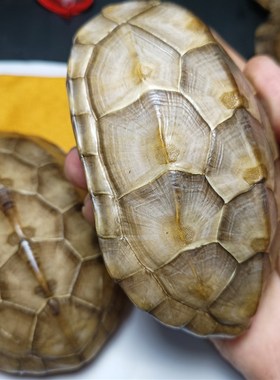 天然完整真乌龟壳精品玉面草龟壳文玩盘玩手把件龟甲黄玉龟甲卜