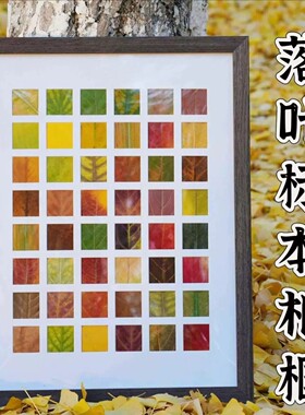 秋天落叶标本DIY宫格相框摆件
