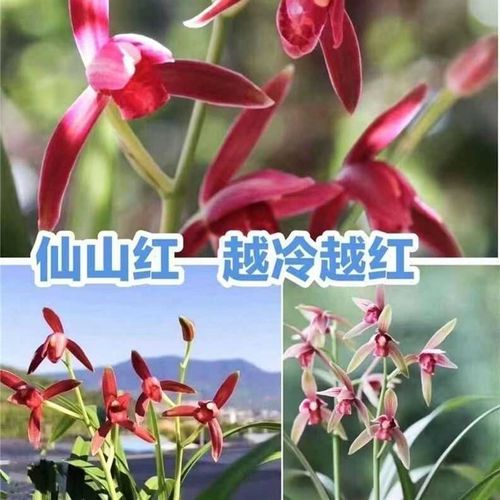 建兰名品仙山红经典红花浓香阳台花苞兰花苗室内名贵好养花卉 - 图2