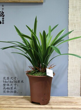 静铭光花艺生活馆直销兰插花样板房客厅茶几电视柜摆放仿真花
