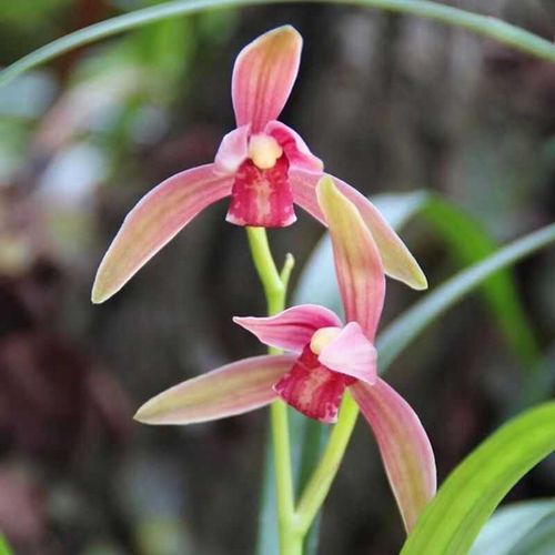 建兰名品仙山红经典红花浓香阳台花苞兰花苗室内名贵好养花卉 - 图0