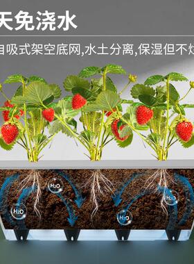 长方形塑料花盆草莓种植盆家庭种菜盆阳台种菜箱长条霍伦