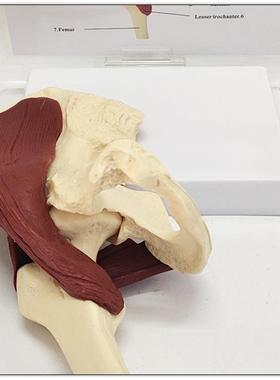 髋关节带肌肉模型 骨盆带盆肌解剖教具 人体骨骼骨架骷髅骨骸模型