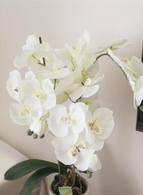 Artificial Silk White Orchid Flowers High Quality Butterfly