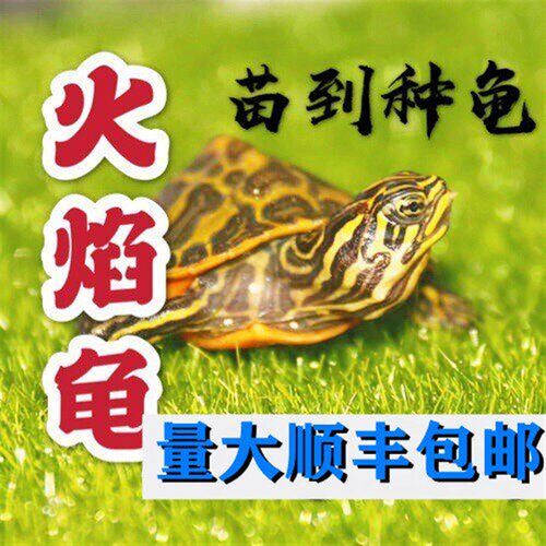 Brazilian turtle Chinese grass line grass phase hand crab ye - 图0
