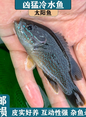 冷水凶猛原生观赏太阳鱼不加温小型鱼苗广温淡水肉食性皮实好养