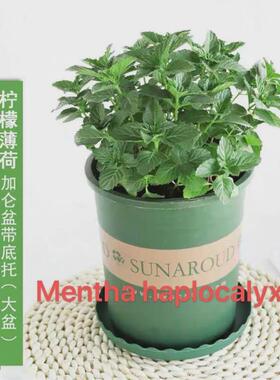basil plants herbs mint rosemary thyme, spices Edible plant