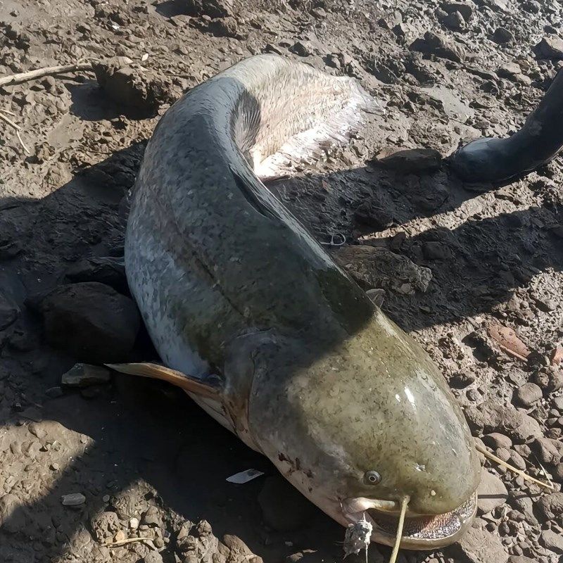 钓鲶鱼专用腥臭小药野钓鮰鱼臭鱼饵料江团窝料黑坑叉尾诱鱼剂渔具,淘宝优惠券,粉丝福利购,淘宝优惠卷