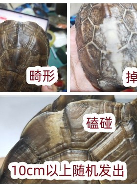 龟壳卜龟壳占挂龟壳易经卦工具龟壳六爻龟甲摇卦工具龟壳精品