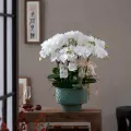 蝴蝶兰带花盆栽带花苞兰花特大号客厅绿植花卉乔迁送礼新家旺宅花 图片 3