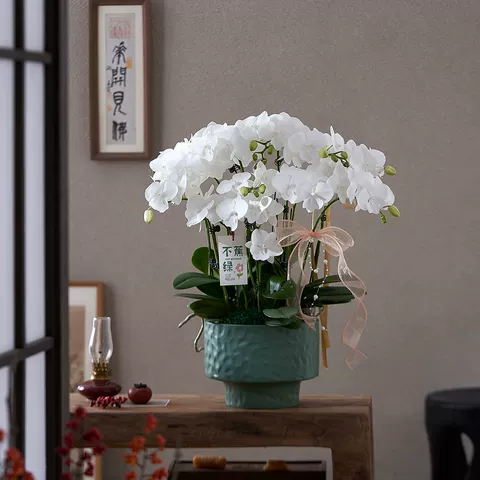 蝴蝶兰带花盆栽带花苞兰花特大号客厅绿植花卉乔迁送礼新家旺宅花 图片 3