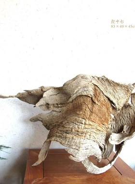 千年胡杨老木风化枯木根艺根雕整体随形摆件自然生态创意家居软装