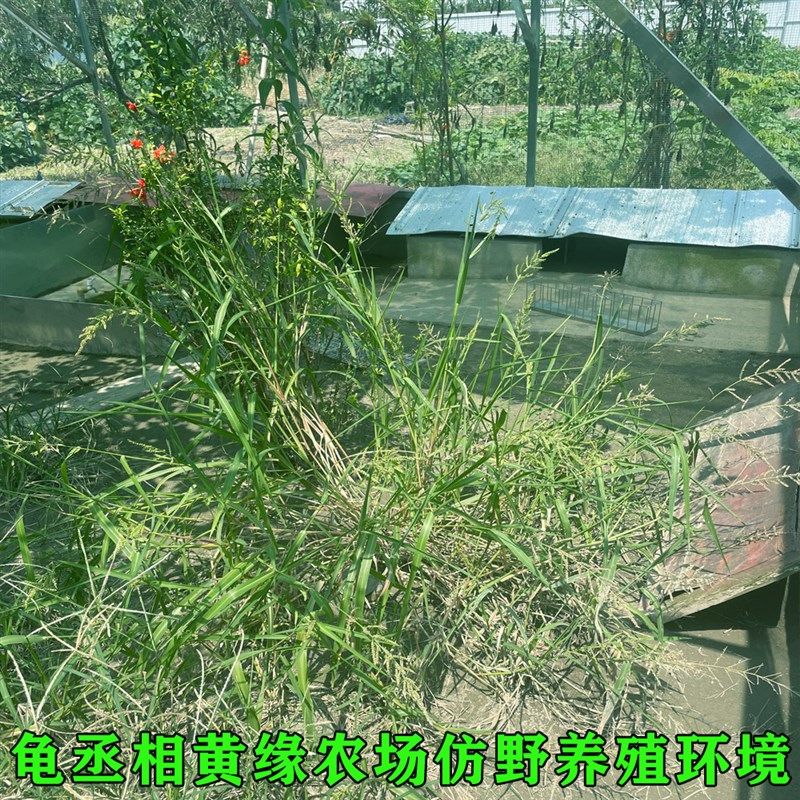 黄缘闭壳龟黄缘龟苗台缘安缘大陆缘浙缘龟仿野养殖自繁殖宠物乌龟,淘宝优惠券,粉丝福利购,淘宝优惠卷