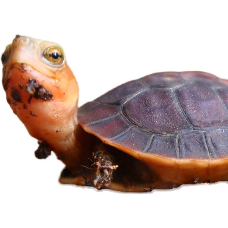 黄缘闭壳龟黄缘龟苗台缘安缘大陆缘浙缘龟仿野养殖自繁殖宠物乌龟,淘宝优惠券,粉丝福利购,淘宝优惠卷