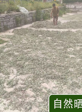 野生艾叶草干艾草叶家用