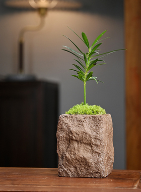 文竹海岛罗汉松微型盆栽茶桌面小绿植摆件拇指盆景超迷你装饰摆设