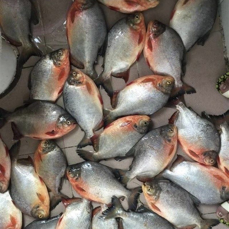 钓鲳鱼肉香颗粒黑坑钓昌鱼红鲳白鲳专用饵料叉尾肉香味皮筋颗粒饵,淘宝优惠券,粉丝福利购,淘宝优惠卷