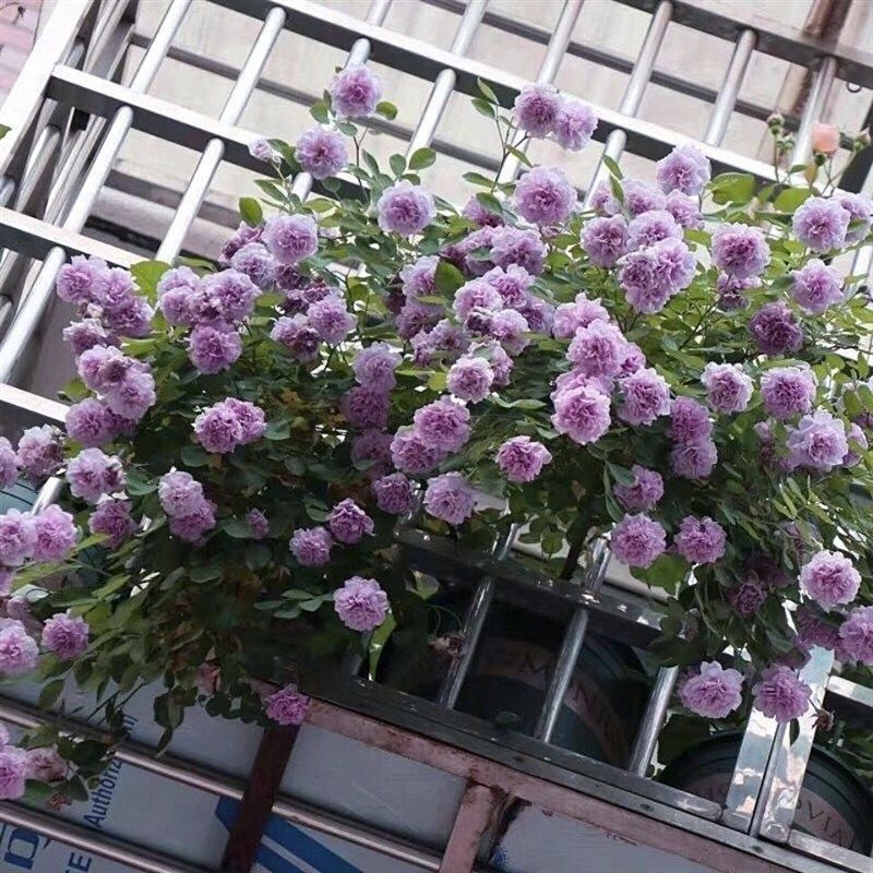 包对版欧月蓝色阴雨爬藤欧月丰花勤花月季小苗扦插苗盆栽花卉植物,淘宝优惠券,粉丝福利购,淘宝优惠卷