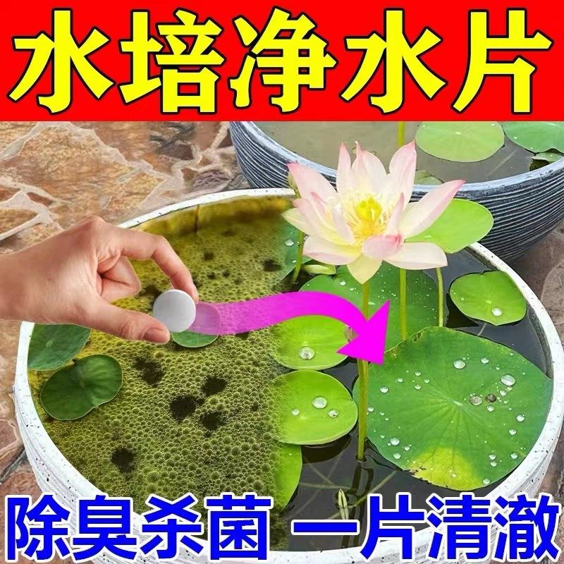 水培植物净水片除臭杀菌消毒富贵竹碗睡莲专用净化水质鲜花保鲜片,淘宝优惠券,粉丝福利购,淘宝优惠卷