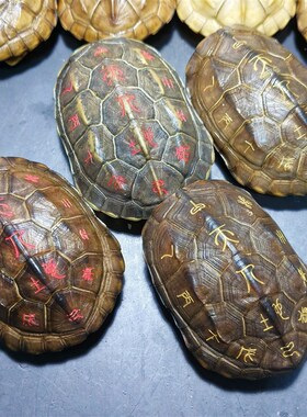天然乌龟壳真龟甲刻字六爻龟甲占中华草龟壳王八壳完整送铜钱配件